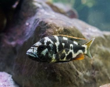 虎魚身上有黑點怎么回事：虎魚身上出現黑點怎么回事