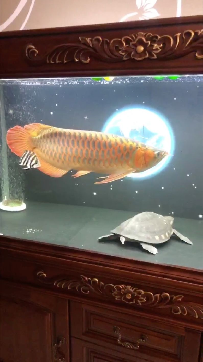 減肥中…… 減肥中…… 龍魚論壇