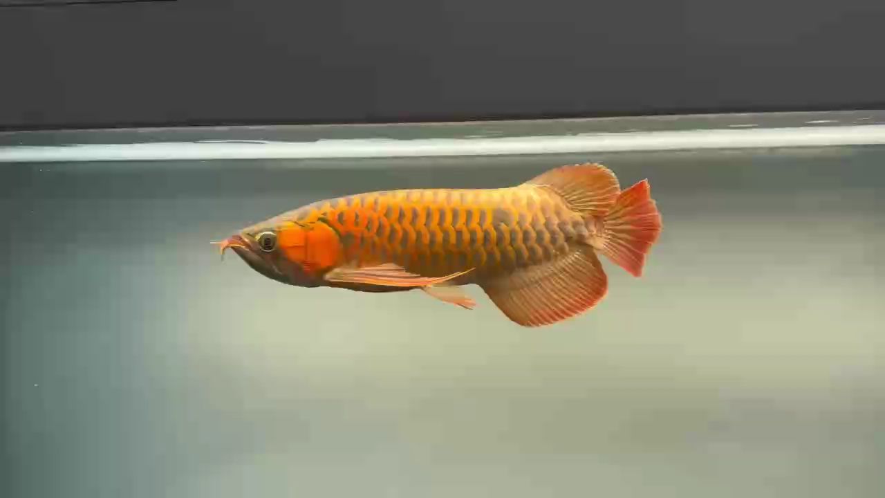 小紅龍 一年半