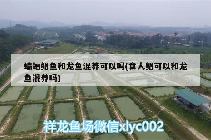 銀龍魚 蝙蝠鯧魚和龍魚混養(yǎng)可以嗎(食人鯧可以和龍魚混養(yǎng)嗎) 觀賞魚百科 蝙蝠鯧魚和龍魚混養(yǎng)可以嗎(食人鯧可以和龍魚混養(yǎng)嗎) 蝙蝠鯧魚和龍魚混養(yǎng)可以嗎(食人鯧可以和龍魚混養(yǎng)嗎) 觀賞魚百科
