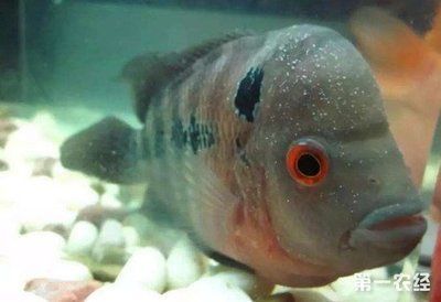 觀賞魚最常見的病 觀賞魚最常見的病 水族館百科（水族館加盟） 第1張