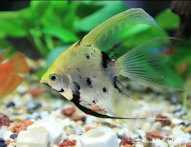 觀賞魚最常見的病 觀賞魚最常見的病 水族館百科（水族館加盟） 第2張