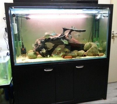 50的魚(yú)缸是多大：50厘米的魚(yú)缸可以根據(jù)個(gè)人需求和養(yǎng)魚(yú)情況來(lái)選擇合適的尺寸