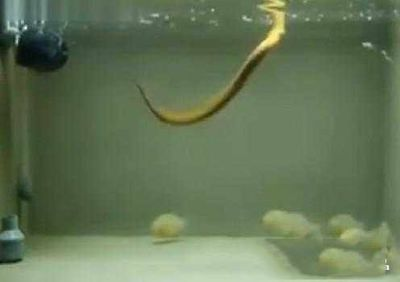 虎魚長什么樣？：虎魚是一類外觀上有共同特征的魚類，它們的性格或是醒目的外觀