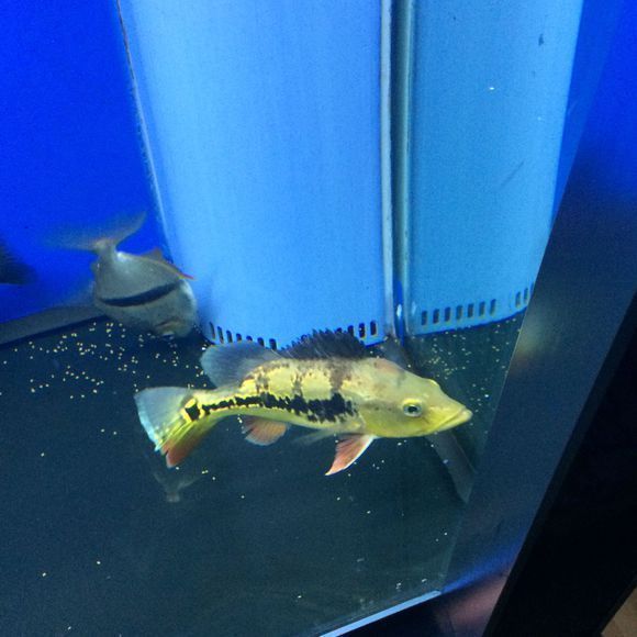 虎魚長什么樣？：虎魚是一類外觀上有共同特征的魚類，它們的性格或是醒目的外觀