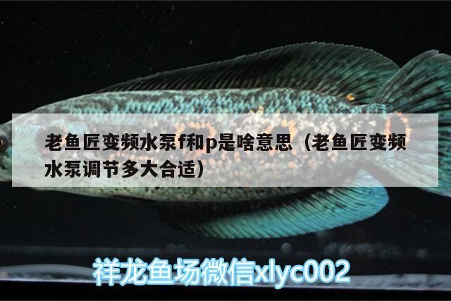 老魚匠變頻水泵f和p是啥意思（老魚匠變頻水泵調節多大合適）