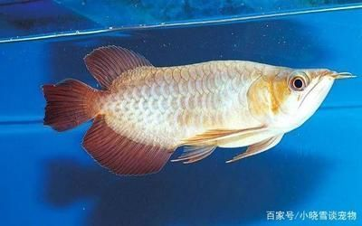 龍魚缸鹽加多有什么影響，龍魚缸中鹽加多會對龍魚的健康產生不良影響，如何檢測魚缸鹽度