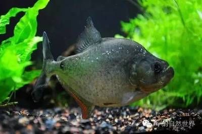 5厘米虎魚吃什么長(zhǎng)得快：5厘米虎魚吃什么可以長(zhǎng)得快