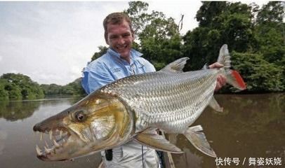 5厘米虎魚吃什么長(zhǎng)得快：5厘米虎魚吃什么可以長(zhǎng)得快