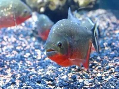 5厘米虎魚吃什么長(zhǎng)得快：5厘米虎魚吃什么可以長(zhǎng)得快