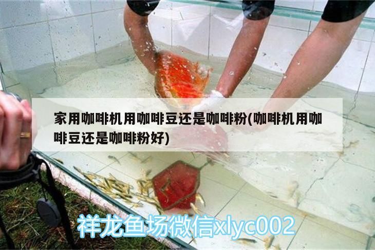 家用咖啡機用咖啡豆還是咖啡粉(咖啡機用咖啡豆還是咖啡粉好)