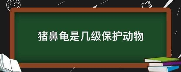 豬鼻龜幾級保護(hù)動物最多：豬鼻龜在中國參照二級保護(hù)動物