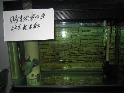 50厘米的魚缸能養羅漢魚嗎：羅漢魚的飼養技術 50厘米的魚缸能養羅漢魚嗎：羅漢魚的飼養技術 魚缸百科 第1張