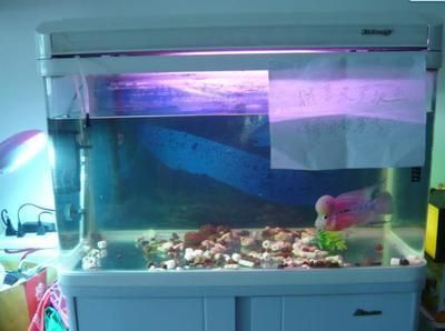 50厘米的魚缸能養羅漢魚嗎：羅漢魚的飼養技術 50厘米的魚缸能養羅漢魚嗎：羅漢魚的飼養技術 魚缸百科 第3張