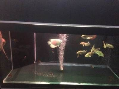 虎魚的價錢：虎魚的價格可以根據品種、大小、純度等因素有所不同