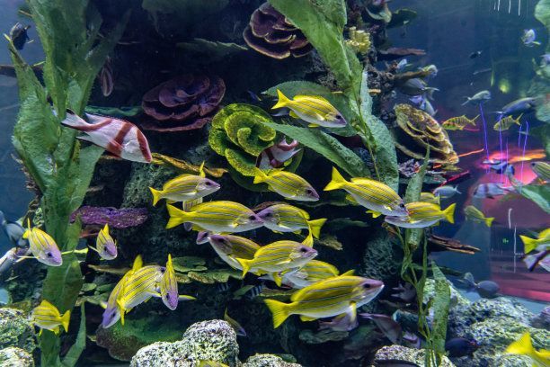 水族館中的魚類：上海海洋水族館中的魚類種類及其生活習性及其生活習性