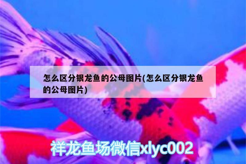 我的虎魚(yú)真菌感染了要怎么處理 怎么區(qū)分銀龍魚(yú)的公母圖片(怎么區(qū)分銀龍魚(yú)的公母圖片) 銀龍魚(yú)百科 怎么區(qū)分銀龍魚(yú)的公母圖片(怎么區(qū)分銀龍魚(yú)的公母圖片) 怎么區(qū)分銀龍魚(yú)的公母圖片(怎么區(qū)分銀龍魚(yú)的公母圖片) 銀龍魚(yú)百科