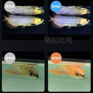 馬印神燈效果對(duì)比：馬印神燈在提升魚類色彩鮮艷度上有顯著效果 馬印神燈效果對(duì)比：馬印神燈在提升魚類色彩鮮艷度上有顯著效果 馬印水族 第2張