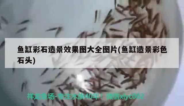 魚缸彩石造景效果圖大全圖片(魚缸造景彩色石頭)
