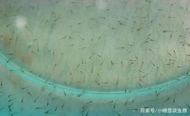 觀賞魚只喂豐年蝦好嗎(觀賞魚只喂豐年蝦并不是一個理想的喂食方案,它并不是一個理想的喂食方案) 吉印水族 第1張 觀賞魚只喂豐年蝦好嗎(觀賞魚只喂豐年蝦并不是一個理想的喂食方案,它并不是一個理想的喂食方案) 觀賞魚只喂豐年蝦好嗎(觀賞魚只喂豐年蝦并不是一個理想的喂食方案,它并不是一個理想的喂食方案) 吉印水族 第1張