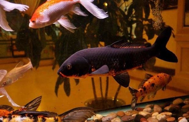 觀賞魚只喂豐年蝦好嗎（觀賞魚只喂豐年蝦并不是一個理想的喂食方案，它并不是一個理想的喂食方案） 觀賞魚只喂豐年蝦好嗎（觀賞魚只喂豐年蝦并不是一個理想的喂食方案，它并不是一個理想的喂食方案） 吉印水族 第3張