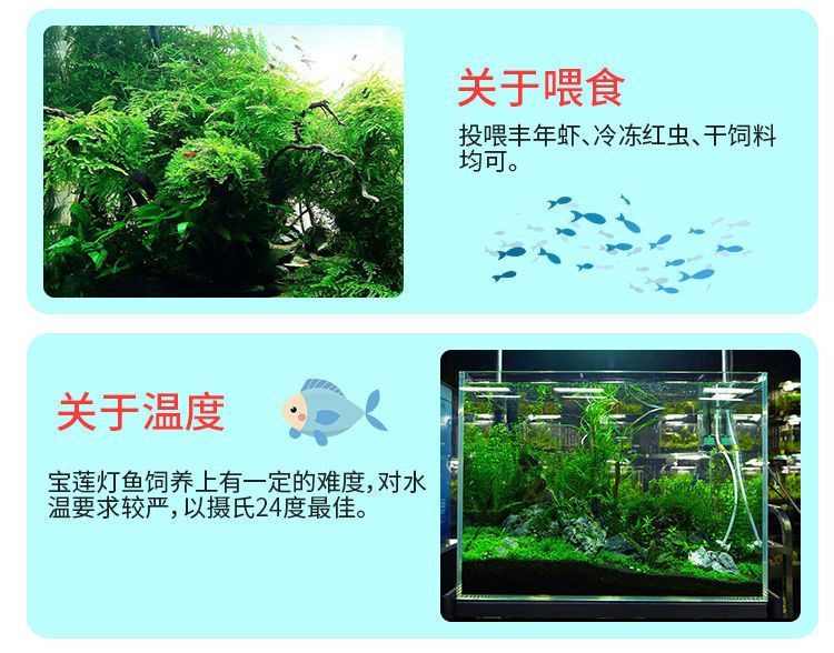 觀賞魚只喂豐年蝦好嗎(觀賞魚只喂豐年蝦并不是一個理想的喂食方案,它并不是一個理想的喂食方案) 吉印水族 第4張 觀賞魚只喂豐年蝦好嗎(觀賞魚只喂豐年蝦并不是一個理想的喂食方案,它并不是一個理想的喂食方案) 觀賞魚只喂豐年蝦好嗎(觀賞魚只喂豐年蝦并不是一個理想的喂食方案,它并不是一個理想的喂食方案) 吉印水族 第4張