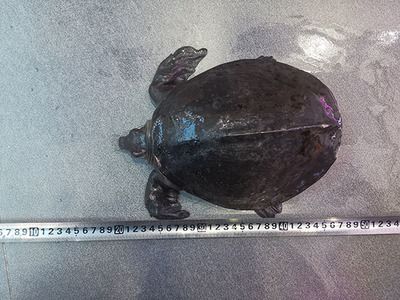 豬鼻龜哪兒有賣:豬鼻龜哪里能買 豬鼻龜百科 第1張 豬鼻龜哪兒有賣:豬鼻龜哪里能買 豬鼻龜哪兒有賣:豬鼻龜哪里能買 豬鼻龜百科 第1張