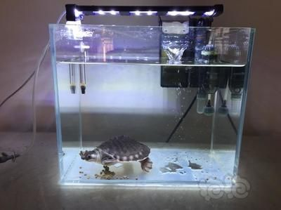 豬鼻龜哪兒有賣:豬鼻龜哪里能買 豬鼻龜百科 第2張 豬鼻龜哪兒有賣:豬鼻龜哪里能買 豬鼻龜哪兒有賣:豬鼻龜哪里能買 豬鼻龜百科 第2張