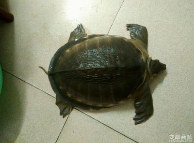 豬鼻龜哪兒有賣:豬鼻龜哪里能買 豬鼻龜百科 第4張 豬鼻龜哪兒有賣:豬鼻龜哪里能買 豬鼻龜哪兒有賣:豬鼻龜哪里能買 豬鼻龜百科 第4張