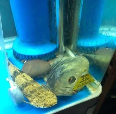 什么牌子的魚(yú)缸質(zhì)量最好（什么牌子的魚(yú)缸質(zhì)量最好知乎）