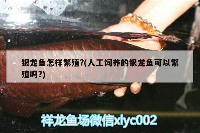 銀龍魚怎樣繁殖?(人工飼養的銀龍魚可以繁殖嗎?)