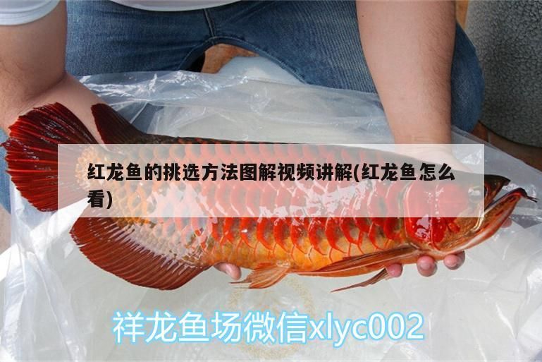 十堰觀賞魚市場nec跟馬印神燈那個好