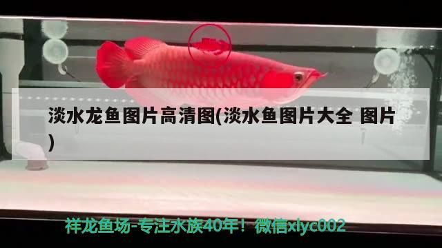 淡水龍魚圖片高清圖(淡水魚圖片大全圖片) 淡水龍魚圖片高清圖(淡水魚圖片大全圖片) 可麗愛魚缸