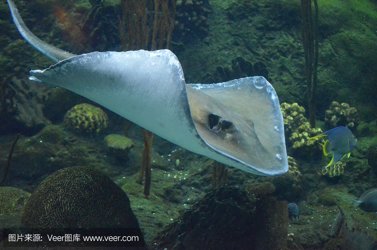 魟魚怎么呼吸空氣：魟魚如何呼吸空氣