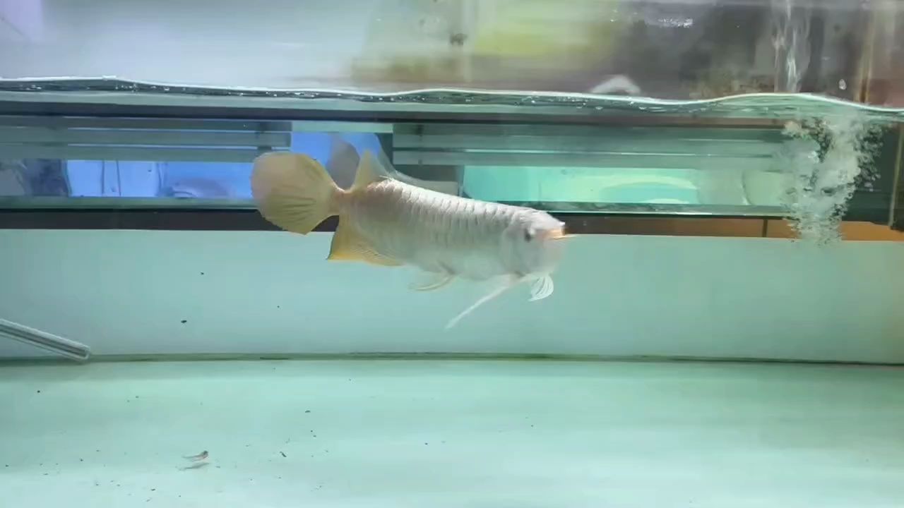 挺不錯一條魚，一字頭出 挺不錯一條魚，一字頭出 龍魚論壇