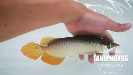 龍魚的適宜溫度和濕度