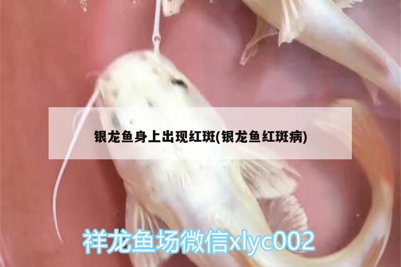 銀龍魚身上出現紅斑(銀龍魚紅斑病)
