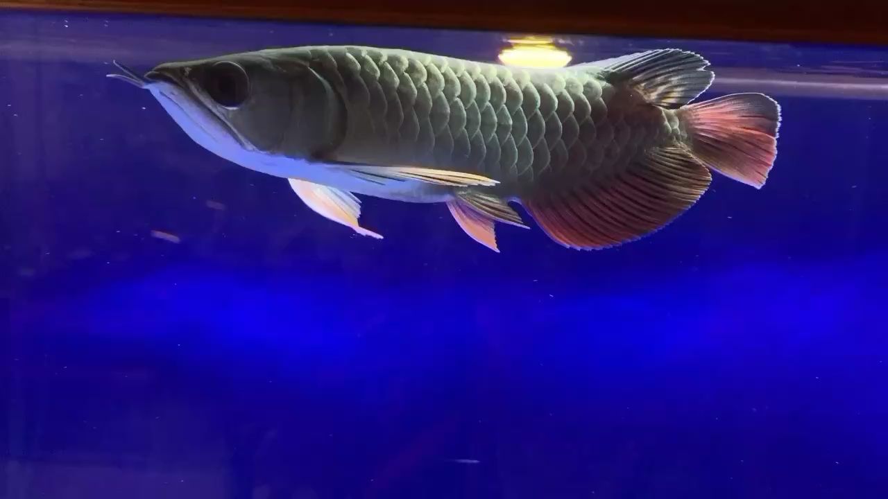 常州哪里有賣魚缸和魚的店子呢 常州哪里有賣魚缸和魚的店子呢電話