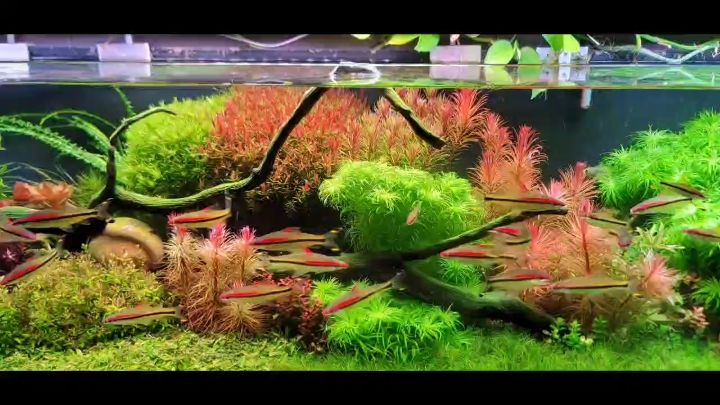 2.2米草缸 2.2米草缸 龍魚論壇