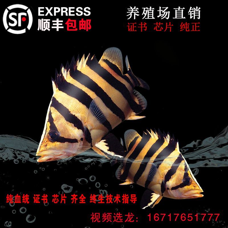 三紋虎水質(zhì)監(jiān)測(cè)頻率建議，三紋虎魚(yú)養(yǎng)殖常見(jiàn)疾病預(yù)防三紋虎魚(yú)養(yǎng)殖常見(jiàn)疾病預(yù)防