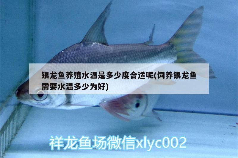銀龍魚養殖水溫是多少度合適呢(飼養銀龍魚需要水溫多少為好)
