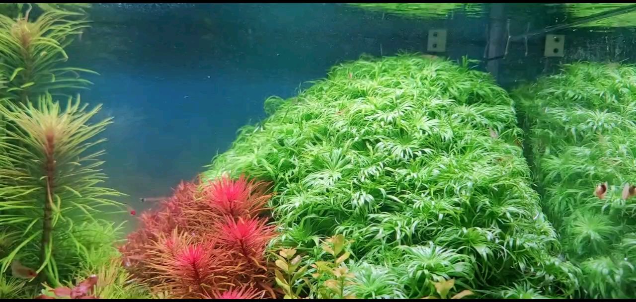 龍魚干蝦有營養嗎 60??40小缸造景,綠太陽達到巔峰 龍魚論壇 60??40小缸造景,綠太陽達到巔峰 60??40小缸造景,綠太陽達到巔峰 龍魚論壇