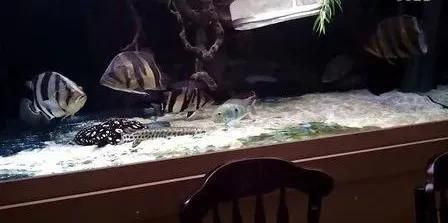 魟魚加鹽死了：養魟魚時，[需手動填充]魚可以下鹽，但是要下對方法，不可盲目下鹽