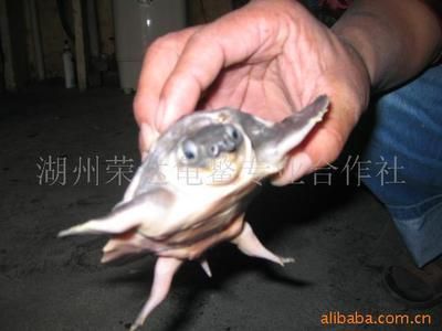 豬鼻龜 價格：關于豬鼻龜價格和豬鼻龜價格為什么猛漲