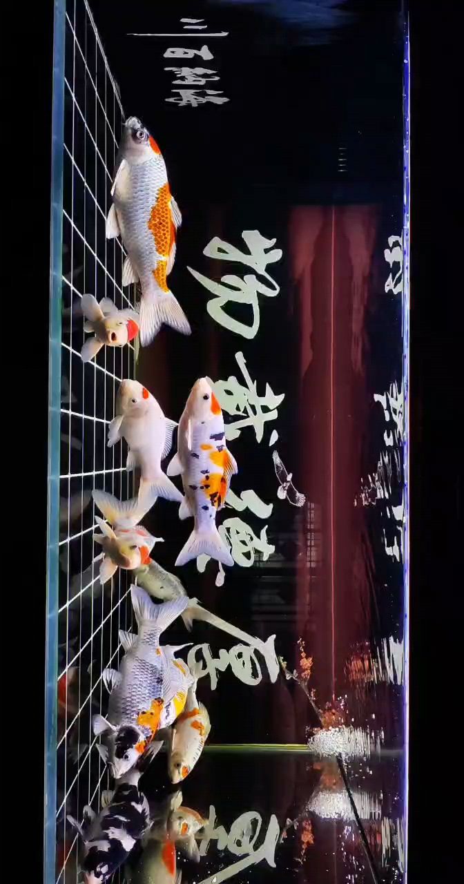 十一月今天拍攝 十一月今天拍攝 龍魚論壇
