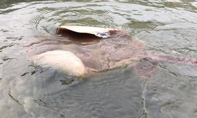 魟魚傷人嗎：[需手動填充]魚有可能傷人嗎？ 魟魚傷人嗎：[需手動填充]魚有可能傷人嗎？ 魟魚百科 第3張