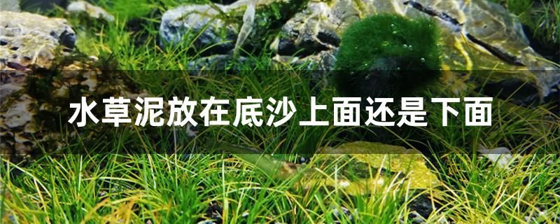水草泥放在底沙上面還是下面 水草泥放在底沙上面還是下面 元寶鳳凰魚百科