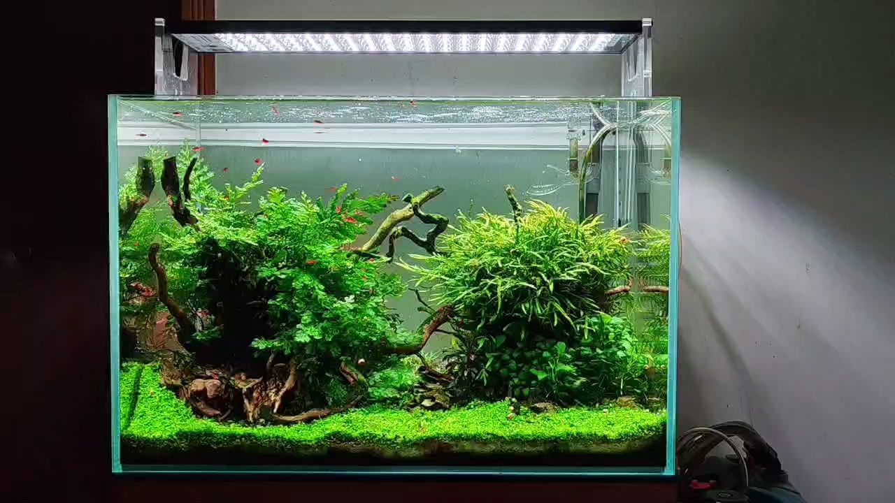 60草缸小景 60草缸小景 龍魚(yú)論壇