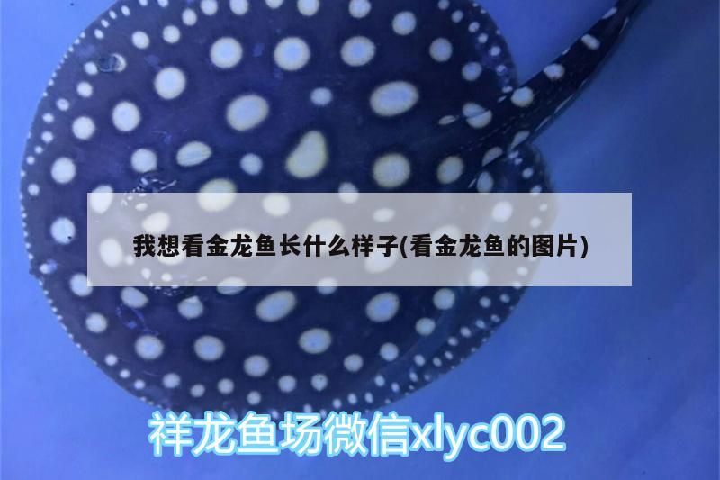我想看金龍魚長什么樣子(看金龍魚的圖片)