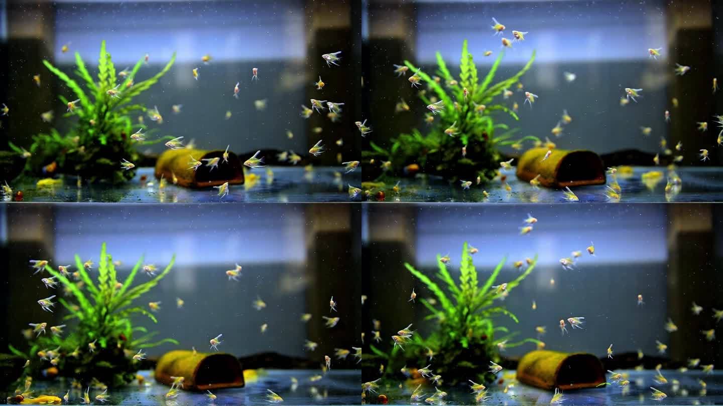 老魚匠水泵費電嗎（老魚匠水泵省電嗎） 老魚匠水泵費電嗎（老魚匠水泵省電嗎） 老魚匠